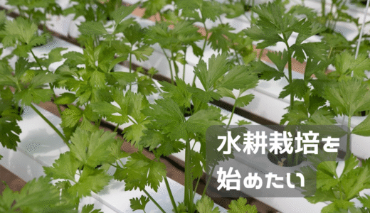 水耕栽培始めました！！