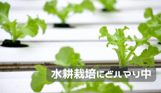 水耕栽培にどハマり中